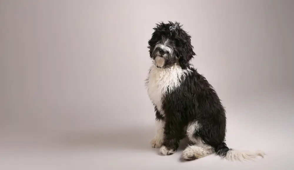 A black and white dog sitting on a white background