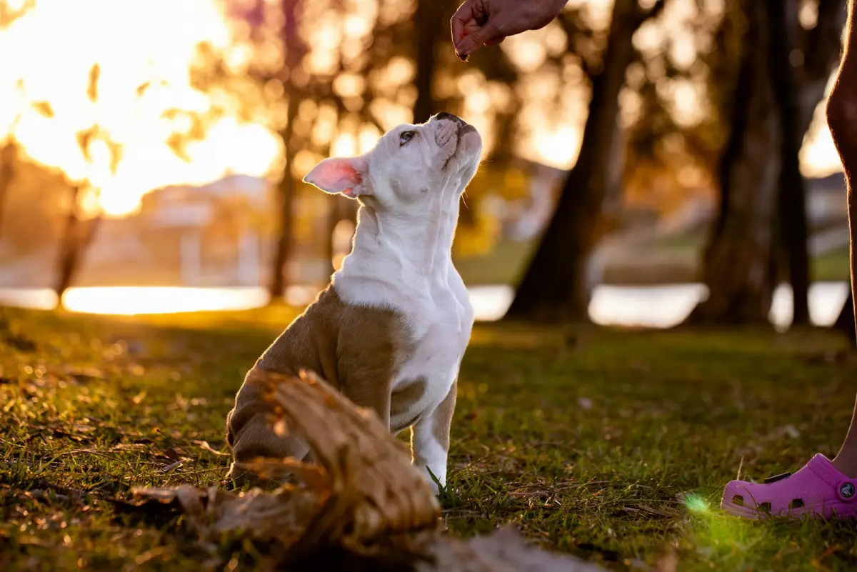small-size long-coated brown dog