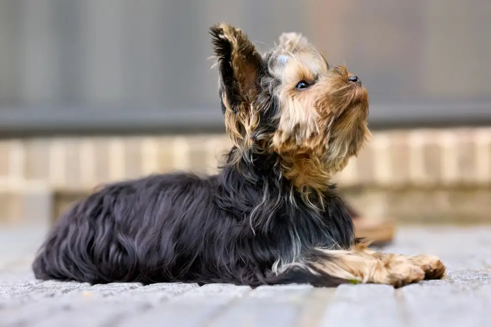 A small yorkshire terrier puppy lying down outdoors.