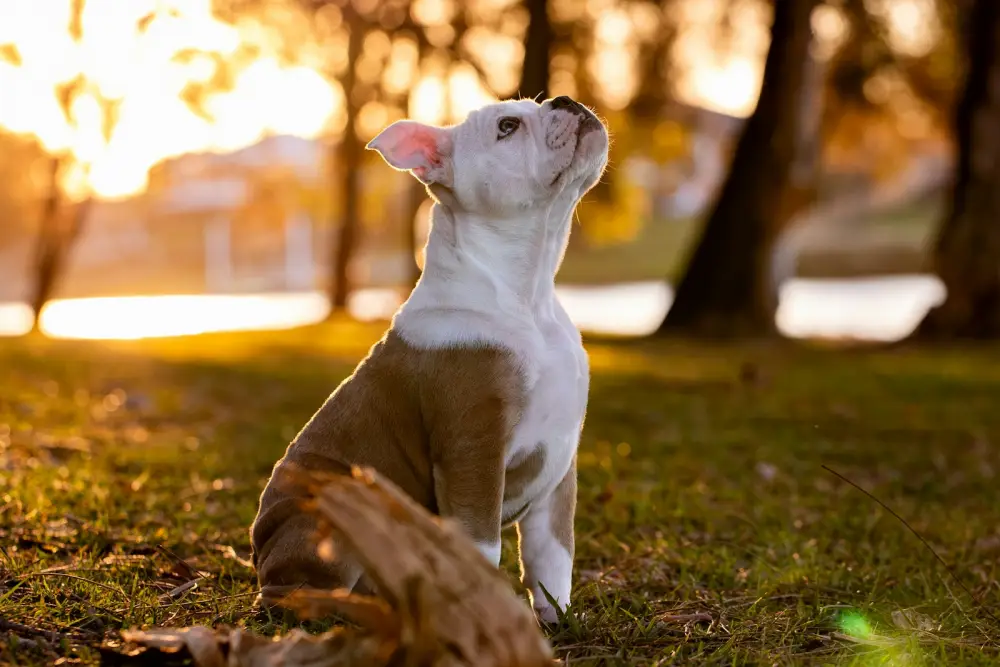 A puppy looking up at the sunset in a park.