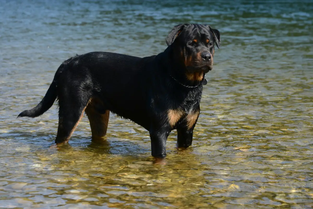 A rottweiler stands in shallow, clear water.