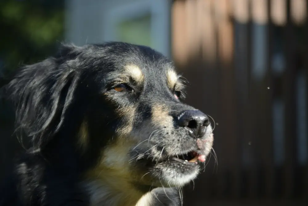 a dog with its mouth open