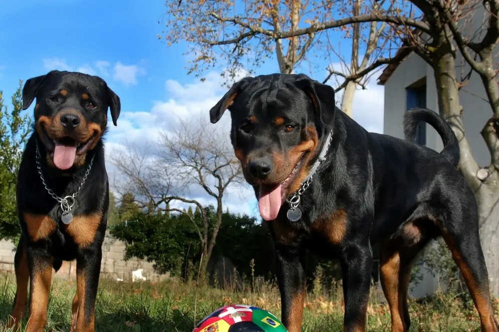 Two rottweiler dogs standing outdoors with a ball.