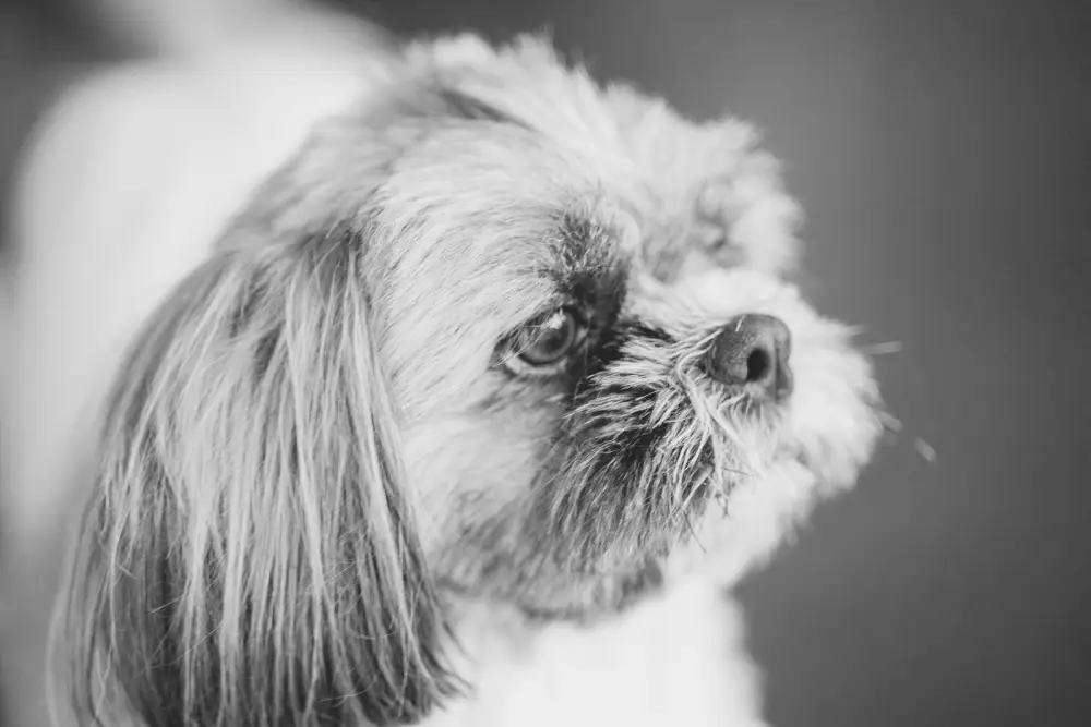 a close up of a small dog with long hair
