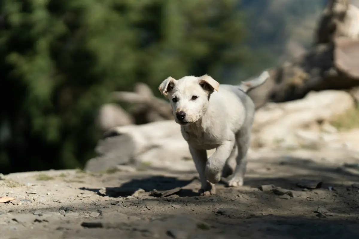 short-coated beige puppy