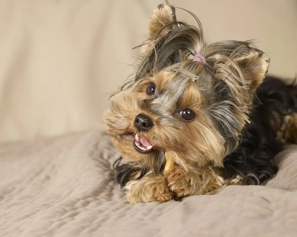 A small yorkshire terrier dog with a pink bow.