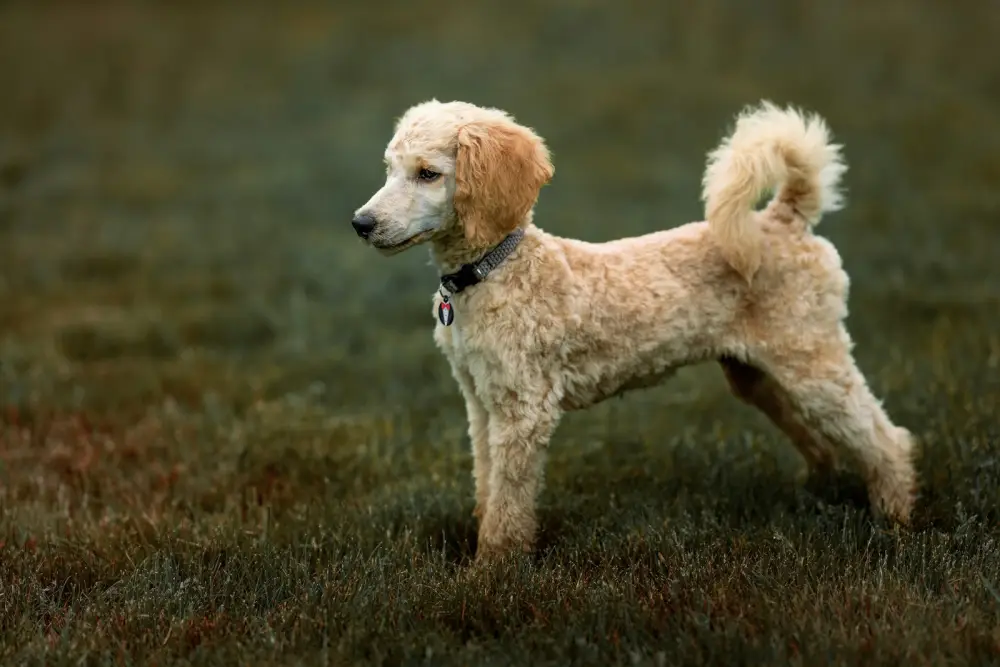 a dog running in a field