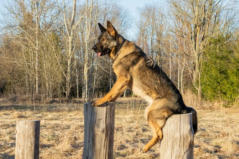 German shepherd dog balances on wooden posts outdoors