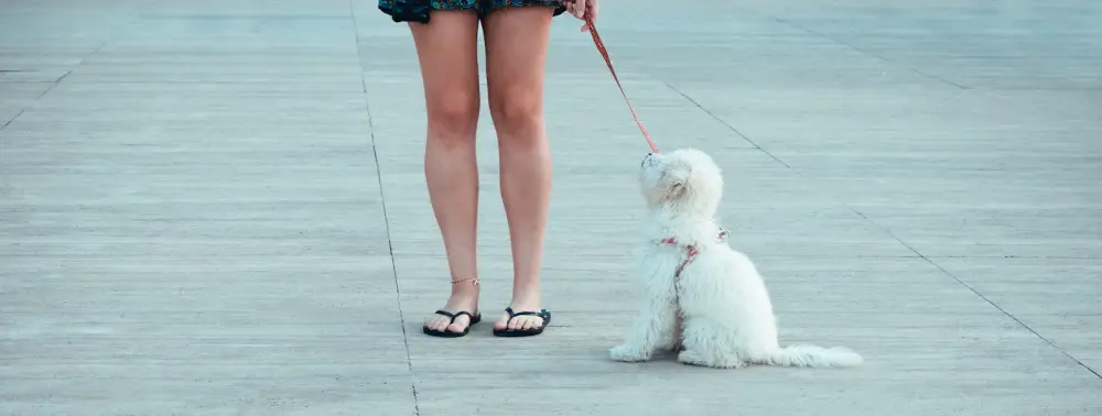 white long coated small dog