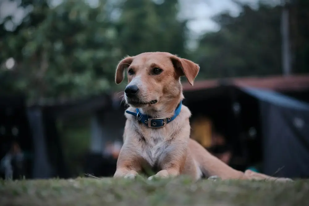 A tan dog with a blue collar lies on grass.