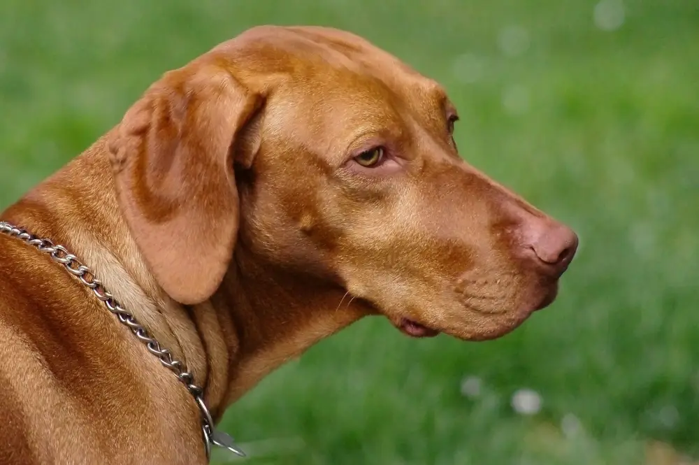 a dog with a chain on its neck