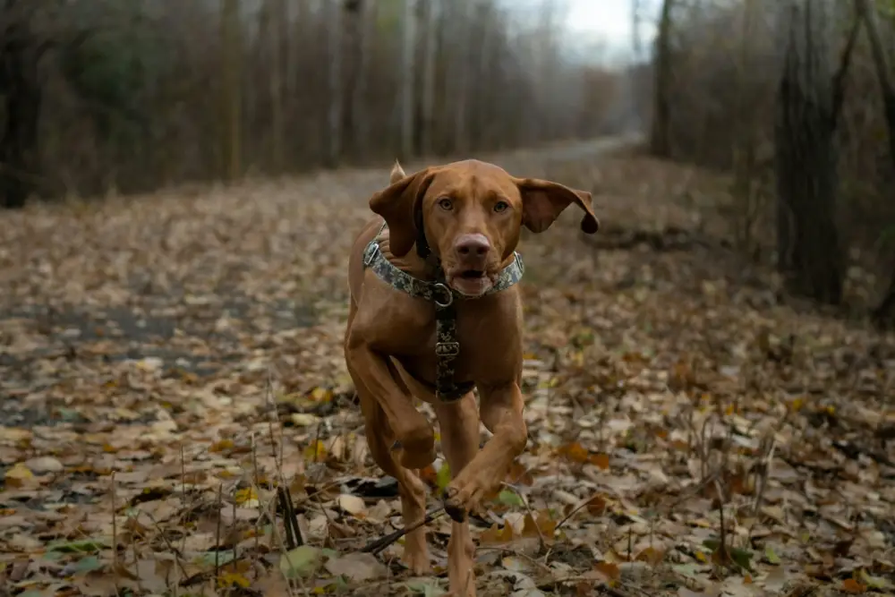 A brown dog runs down a leaf-covered path.