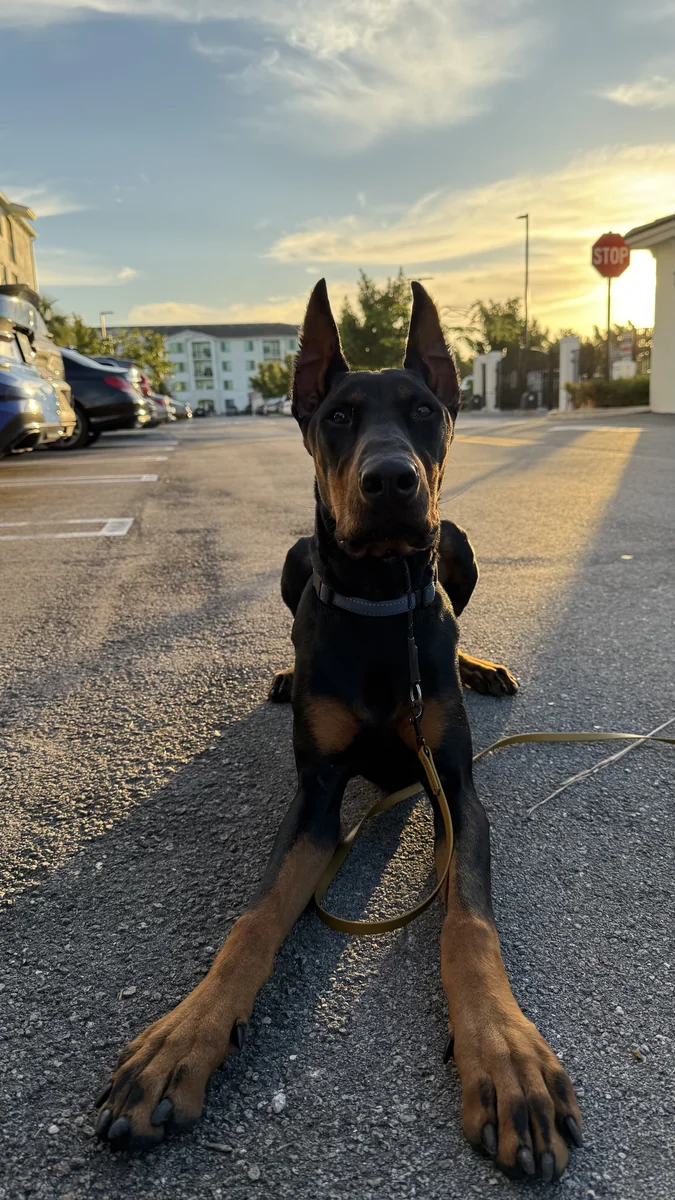 Zeus, a Doberman from Unleash'd K9's training program