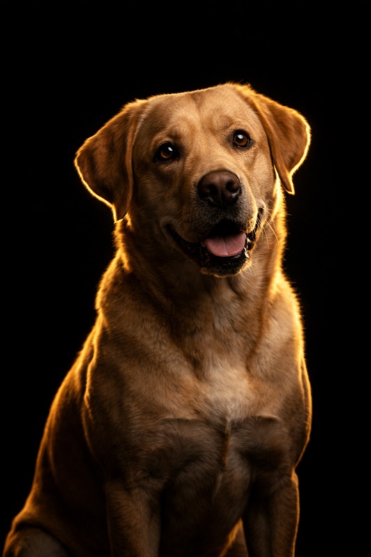 Labrador Retriever at training — Unleash'd K9